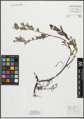 Foto von Salix repens L.